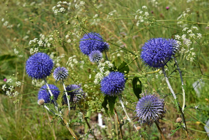 ruthenian kugeldistel、棘果菊、菊科、蓝色、复合材料、蓟、花、草地