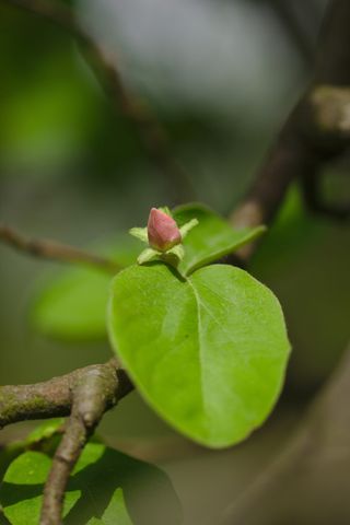 绿色，新生，春天，花，芽，花，叶，自然