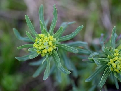 植物，牛奶报春花，绿色，花序，绿色，花，新鲜度，开花植物