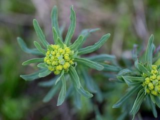 植物，牛奶报春花，绿色，花序，绿色，花，新鲜度，开花植物