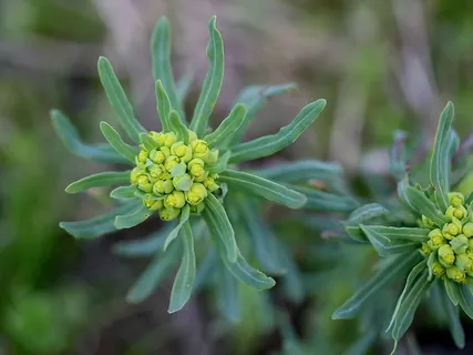 植物,牛奶报春花,绿色,花序,绿色,花,新鲜度,开花植物 植物,牛奶报春花,绿色,花序,绿色,花,新鲜度,开花植物