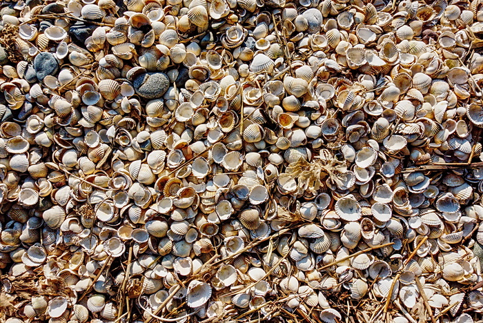 cockle，贝壳，海滩，贝类，海鲜，海岸，废料，图案