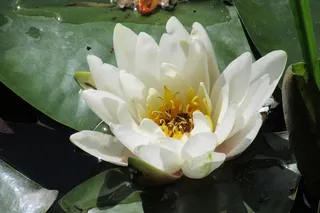 湖玫瑰，湖，玫瑰，花，开花植物，植物，花头，自然之美