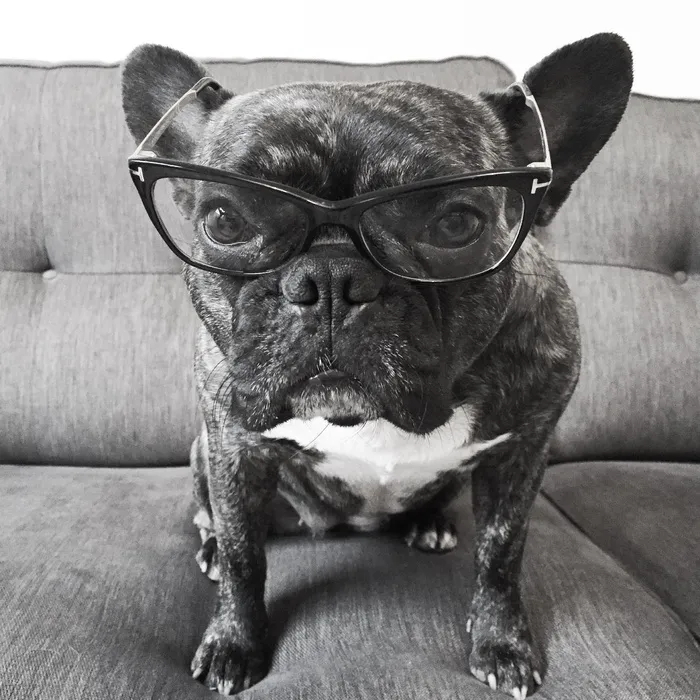 法国斗牛犬，狗，猎犬，眼镜，眼镜，哺乳动物，动物主题，一只动物