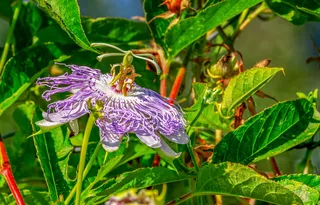 西番莲，西番莲，花，开花，开花，紫色，植物，美丽