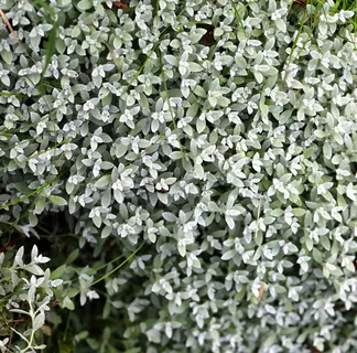 silverarv,多年生植物,植物,花,生长,叶,绿色,植物部分 silverarv,多年生植物,植物,花,生长,叶,绿色,植物部分