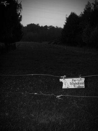 电线、电流、警告、植物、树木、土地、自然、田地