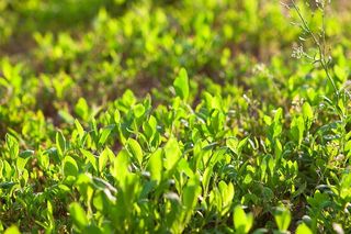 特写，色彩丰富，复制空间，明快，白天，散焦，生态，田野