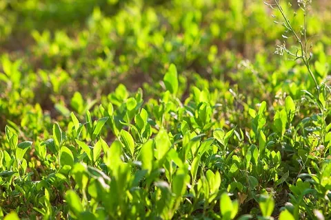 特写,色彩丰富,复制空间,明快,白天,散焦,生态,田野 特写,色彩丰富,复制空间,明快,白天,散焦,生态,田野