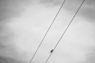 印度、蒙纳、灰色、黑白、构图、鸟、麻雀、天空