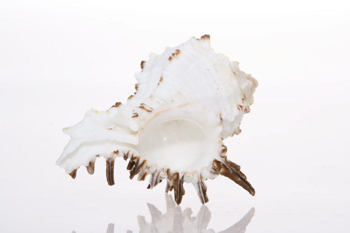 背景, 骨, 特写, 海岸, 海岸线, 鸟蛤壳, 海螺