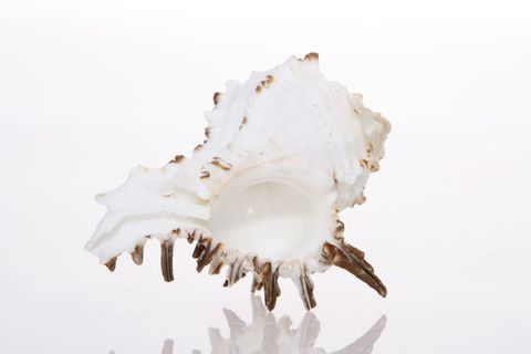 背景, 骨, 特写, 海岸, 海岸线, 鸟蛤壳, 海螺