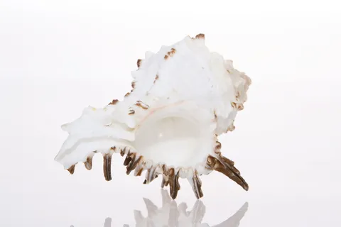 背景, 骨, 特写, 海岸, 海岸线, 鸟蛤壳, 海螺