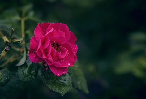 带水滴的粉红玫瑰选择性聚焦摄影