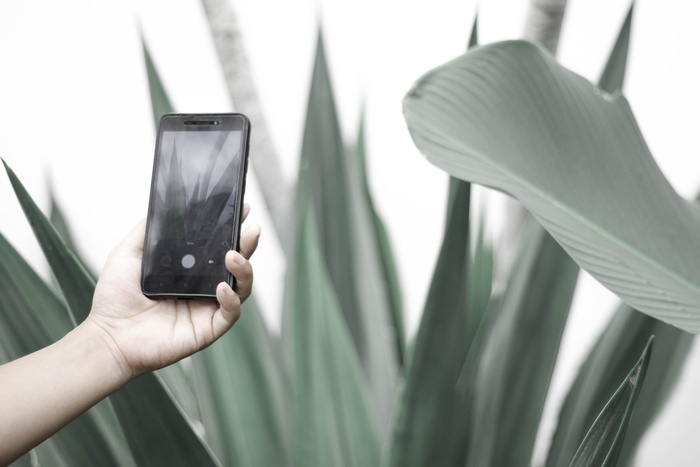 使用黑色安卓智能手机拍摄绿色植物的人