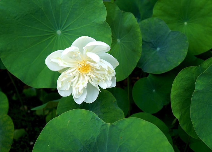 荷花，白莲，越南，花，开花植物，植物，自然之美，叶