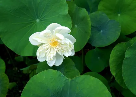 荷花,白莲,越南,花,开花植物,植物,自然之美,叶 荷花,白莲,越南,花,开花植物,植物,自然之美,叶