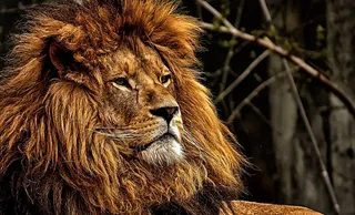 狮子，捕食者，危险，鬃毛，大猫，雄性，动物园，野生动物