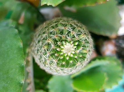 菲律宾，巴科尔，1583 e jacinto街，植物，天然，仙人掌，仙人掌，自然