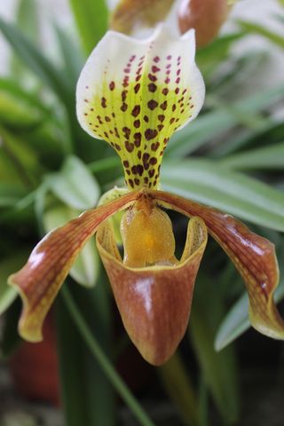 兰花，花朵，兰花，自然，兰科，哈拉帕，韦拉克鲁斯，墨西哥