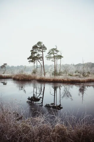 景观摄影树木、身体、水、自然、树木、河流、湖泊、植物