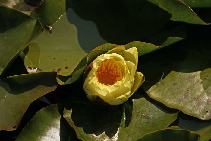 睡莲、黄花水母、罗森格瓦克斯湖、水生植物、白色、池塘、花卉、开花植物