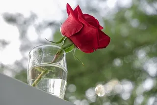 玫瑰，花，红，绿，对比度，杯子，水，花茎