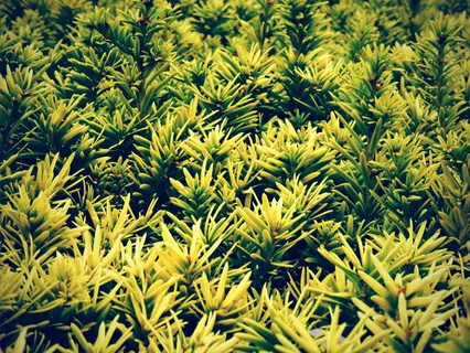 自然，黄色，绿色，灌木，叶子，生长，植物，绿色