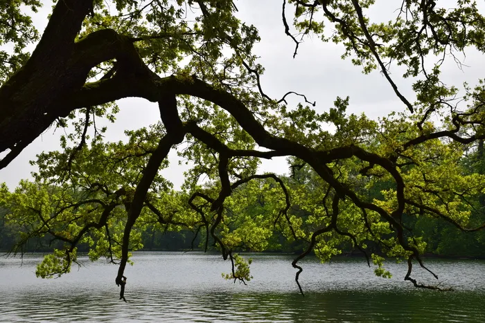 树，湖，孤独，风景，沉默，自然，忧郁，植物