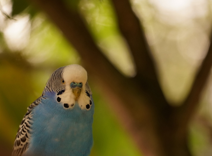 便宜, 关闭, 条例草案, 肖像, 羽毛, 蓝色, 动物主题, 鸟