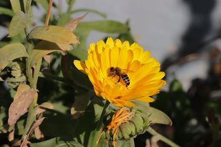 蜜蜂，小姐，再次霍芬，花，开花植物，野生动物，动物，无脊椎动物