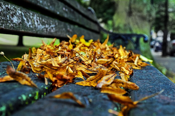 秋天，季节，树叶，颜色，背景，拼贴，自然，宏观