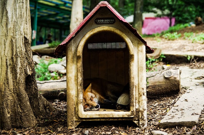 动物，狐狸，睡眠，可爱，睡眠，睡眠剥夺，无人，户外