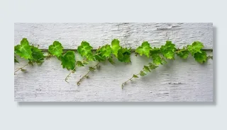 绿色，象耳植物，木制，木板，常春藤，藤蔓，叶子，植物