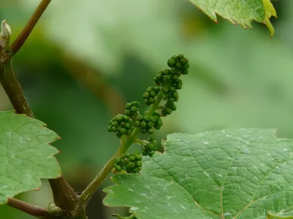 葡萄,葡萄,葡萄酒,葡萄,发动机,树枝,葡萄,生长 葡萄,葡萄,葡萄酒,葡萄,发动机,树枝,葡萄,生长