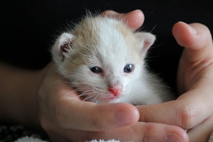 人，抱着，短毛，白色，棕色，小猫，猫，小猫