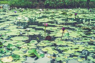 新加坡，睡莲垫，水，叶子，植物部分，睡莲，池塘，漂浮在水上