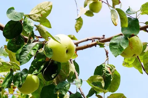 野生金苹果树的果实。 野生金苹果树的果实。