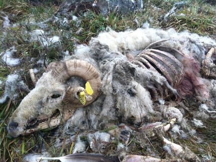 死亡、生命、动物、骨骼、动物主题、白天、无人、高角度视图