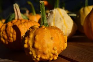 装饰南瓜，南瓜，黄色，美丽，秋天，夏末，装饰，乡村