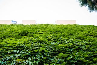 长凳、作物、农场、田地、绿地、生长、景观、树叶