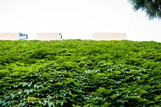 长凳、作物、农场、田地、绿地、生长、景观、树叶