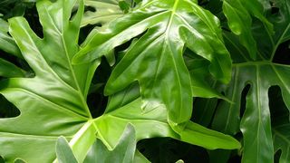 狮子, philodendron, 叶, 佛得角, naturaleza, 自然, 叶子, 绿色