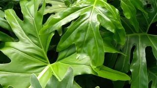 狮子, philodendron, 叶, 佛得角, naturaleza, 自然, 叶子, 绿色