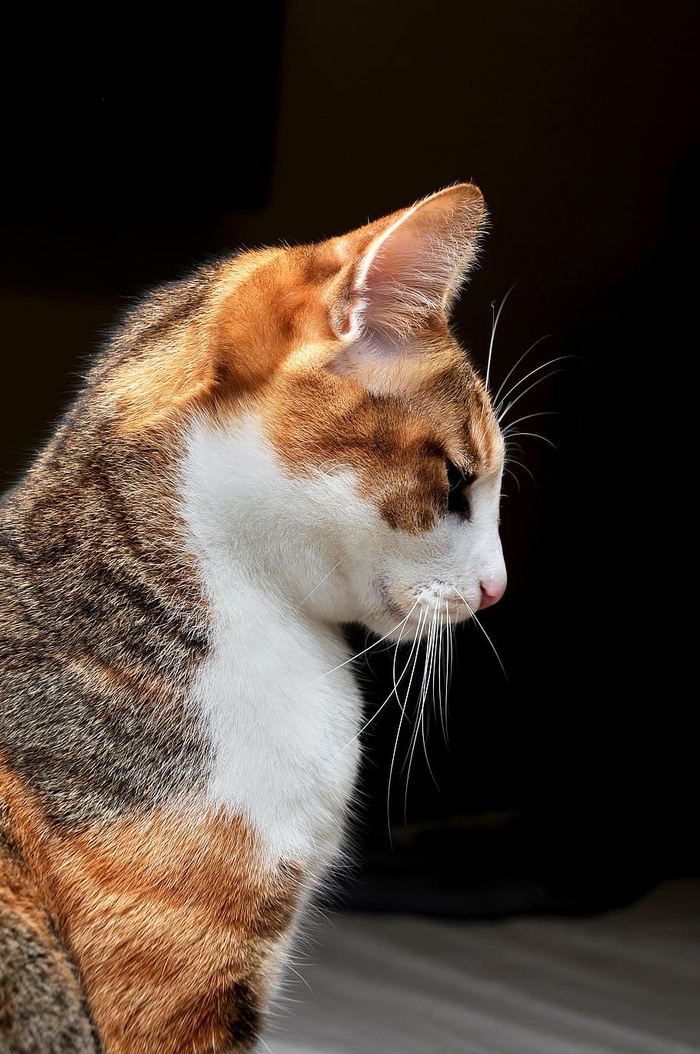 特写照片，棕色，白色，猫，宠物，弓形凝视，侧脸，家猫