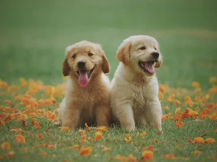 两只黄色拉布拉多猎犬小狗 两只黄色拉布拉多猎犬小狗