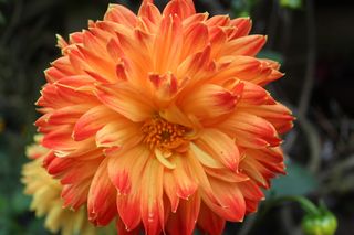 花，花园，五颜六色，盛开，花瓣，橙色，开花植物，脆弱