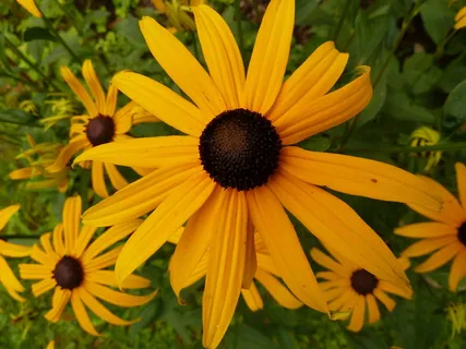 圆锥形花，花朵，黄色，黄色花朵，植物，开花植物，花朵，花瓣