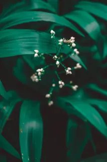 白色镶嵌花的特写镜头 白色镶嵌花的特写镜头