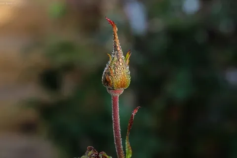彩色花卉的浅聚焦摄影 彩色花卉的浅聚焦摄影